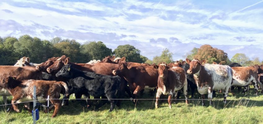 Pasture-fed livestock systems: sustainability starts with soil
