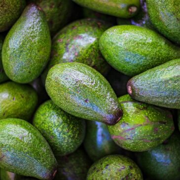 What’s up with avocados in Michoacán?